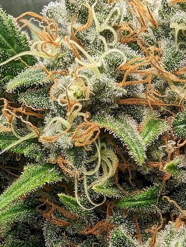 Growreport Bild 22
