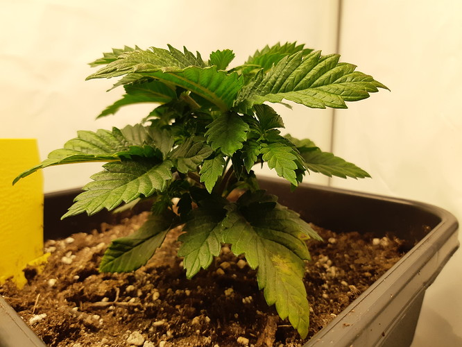 Growreport Bild 16
