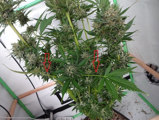 Growreport Bild 8