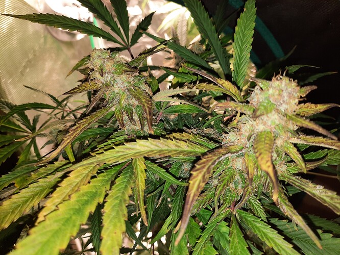 Growreport Bild 16