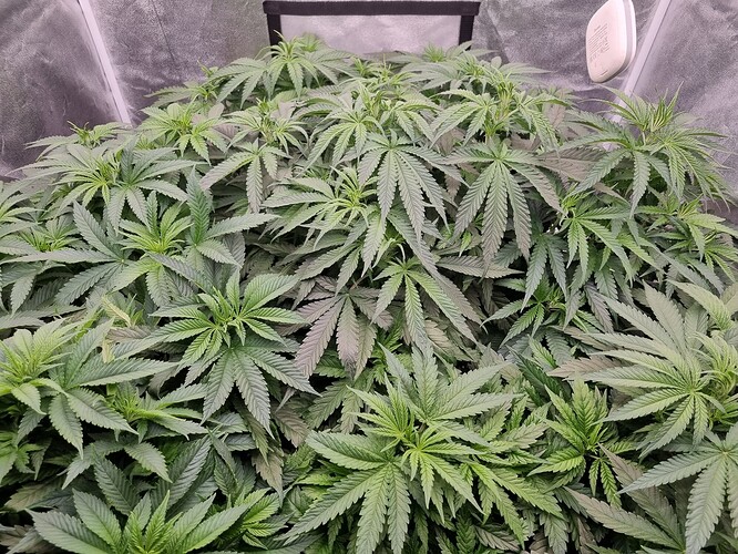 Growreport Bild 41