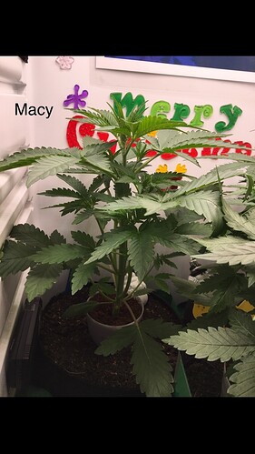 Growreport Bild 33