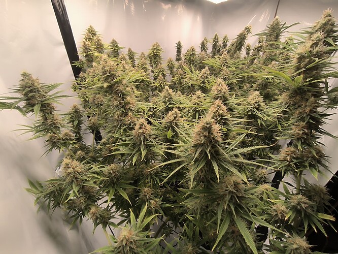 Growreport Bild 7