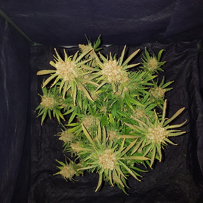 Growreport Bild 14