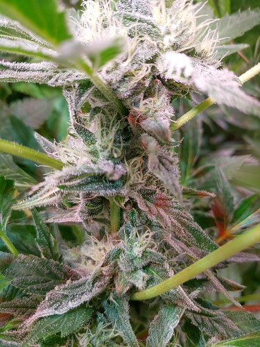 Growreport Bild 15