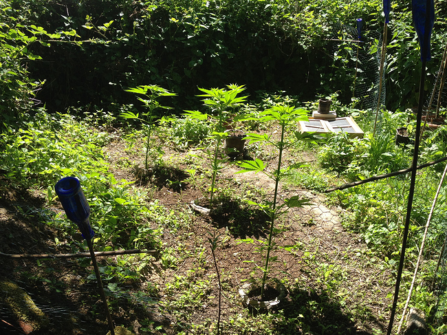 Growreport Bild 5