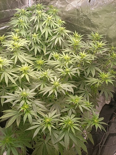 Growreport Bild 1