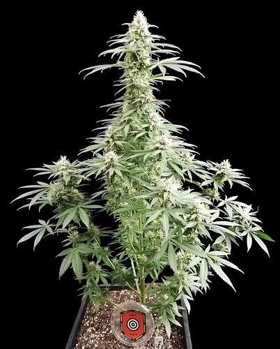 Growreport Bild 4