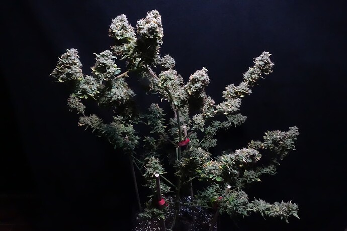 Growreport Bild 3