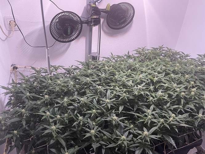 Growreport Bild 5