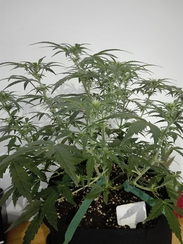 Growreport Bild 9