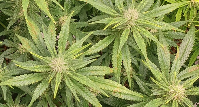 Growreport Bild 1