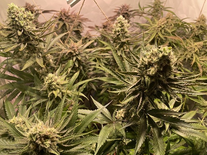 Growreport Bild 1