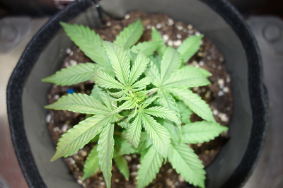 Eine junge Cannabispflanze in einem Stofftopf, von oben betrachtet. Die Pflanze hat mehrere Sätze von Fächerblättern entwickelt und zeigt Anzeichen von Wachstum im Zentrum.