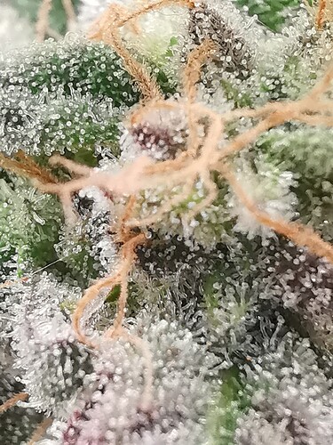 Growreport Bild 26