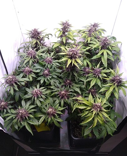 Growreport Bild 4
