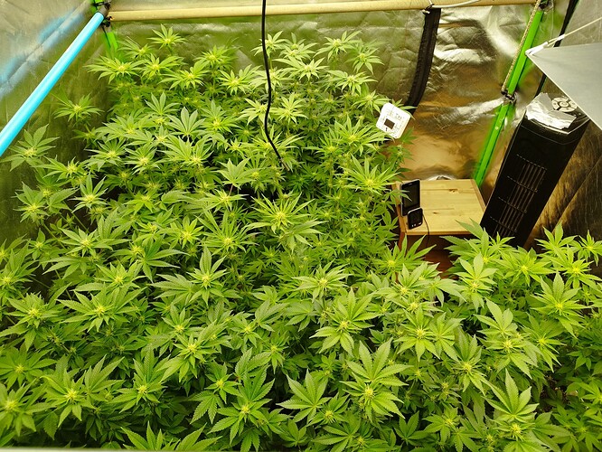Growreport Bild 1