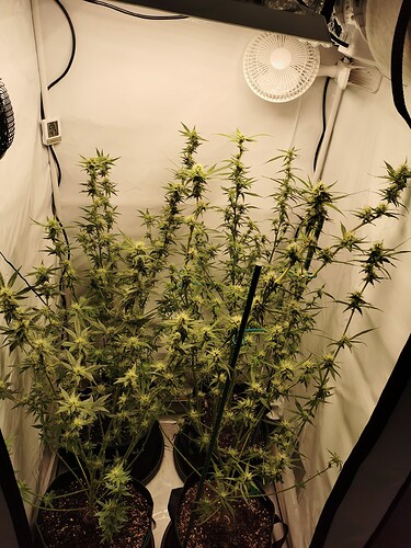 Growreport Bild 2