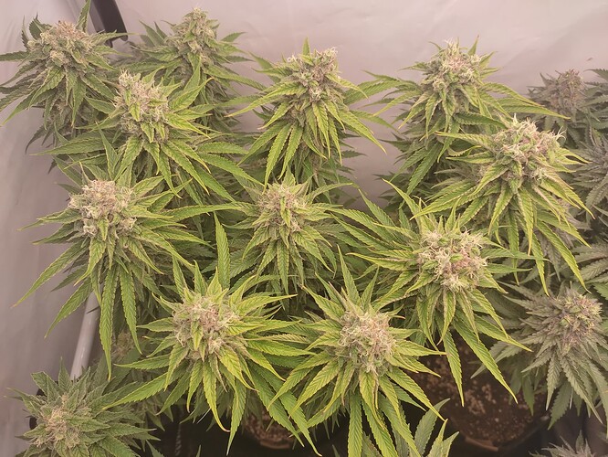 Growreport Bild 12