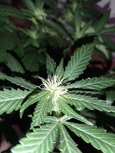 Growreport Bild 9