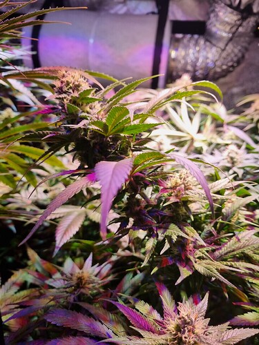 Growreport Bild 3