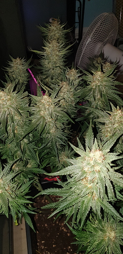 Growreport Bild 8