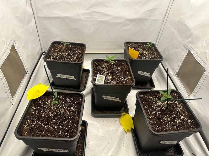 Growreport Bild 1