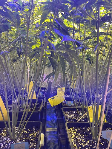 Growreport Bild 7