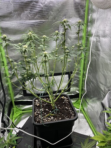 Growreport Bild 3