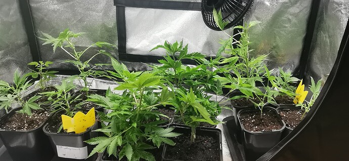 Growreport Bild 3