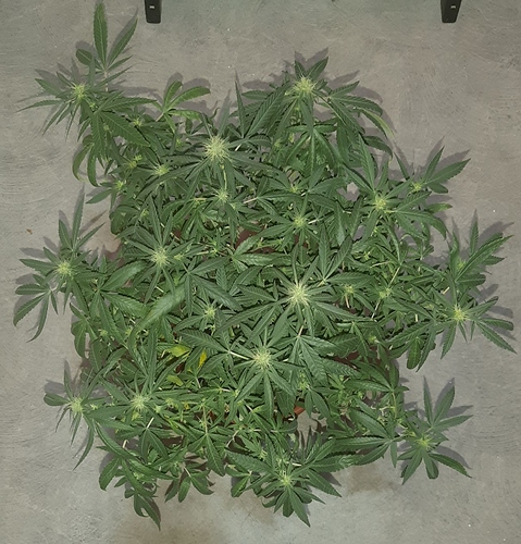 Growreport Bild 11