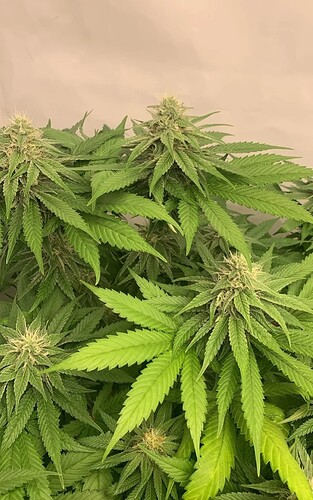 Growreport Bild 9