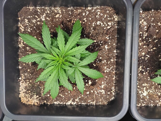 Growreport Bild 3