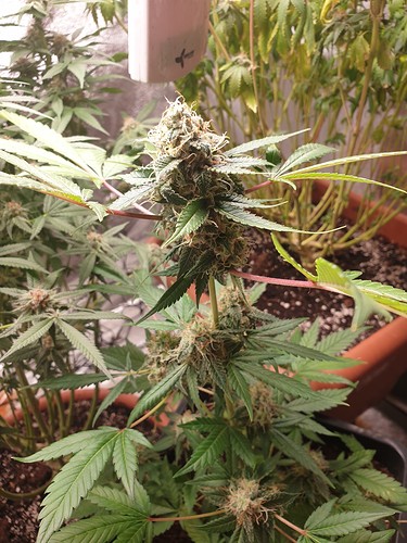 1627230181444515172807551943984