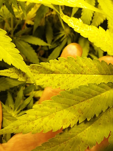 Growreport Bild 7