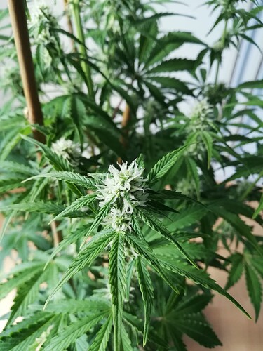 Growreport Bild 48
