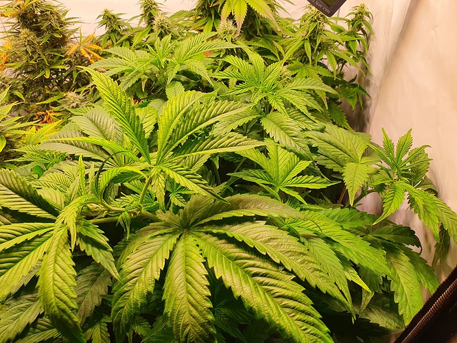 Growreport Bild 11