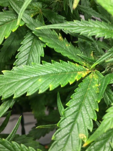 Growreport Bild 32