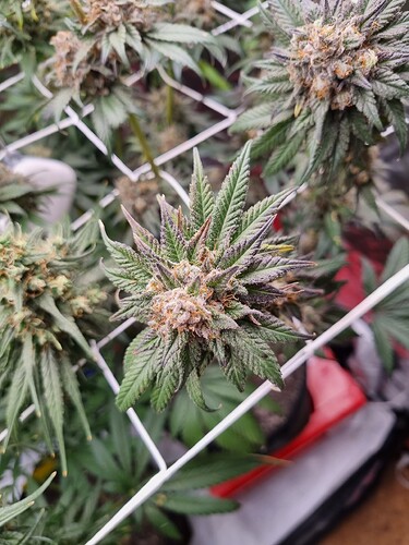 Growreport Bild 18