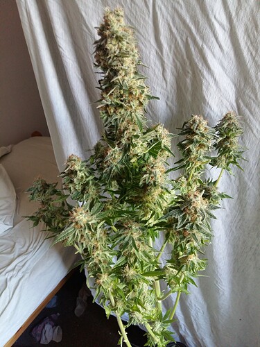 Growreport Bild 22