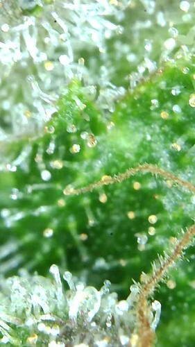 Growreport Bild 66