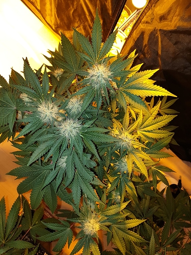 Growreport Bild 27