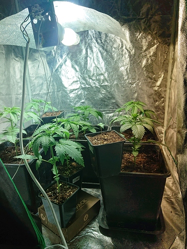Growreport Bild 25