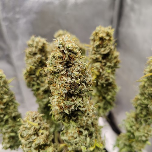 Growreport Bild 37