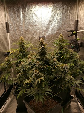 Growreport Bild 2