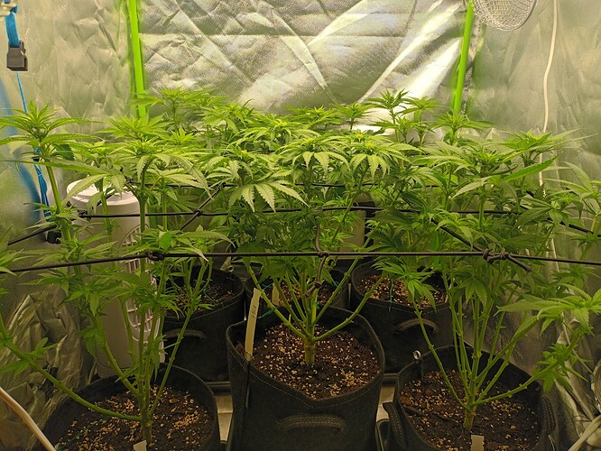 Growreport Bild 6