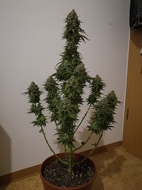 Growreport Bild 36