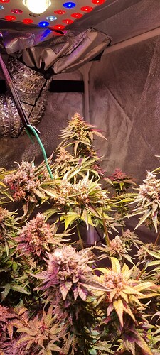Growreport Bild 39