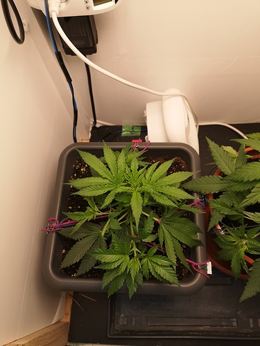Growreport Bild 6