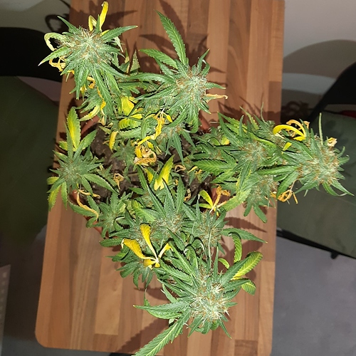 Growreport Bild 2
